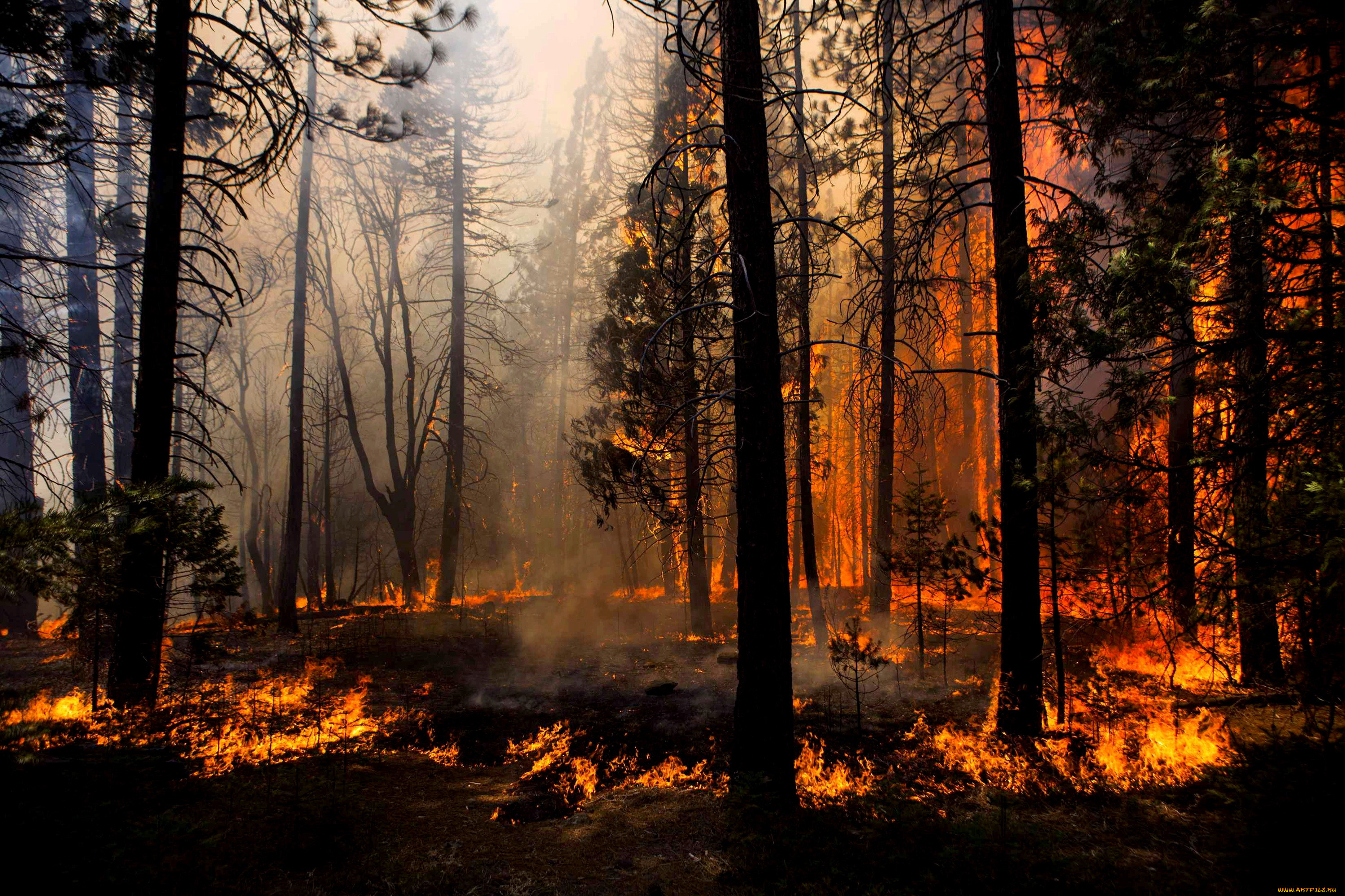 Мокрые леса загорались величественными багряными. Лесные пожары. Лес в огне. Горящий лес. Горящий Лис.